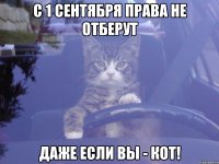 с 1 сентября права не отберут даже если вы - кот!