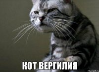  кот вергилия