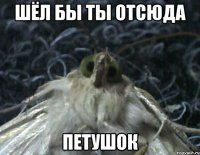 шёл бы ты отсюда петушок