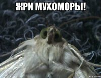 жри мухоморы! 