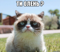ти олень ? 