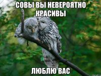 совы вы невероятно красивы люблю вас