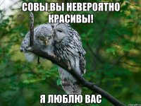 совы,вы невероятно красивы! я люблю вас