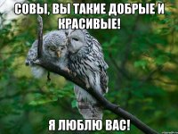 совы, вы такие добрые и красивые! я люблю вас!