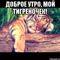 доброе утро, мой тигрёночек! 