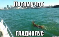  гладиолус