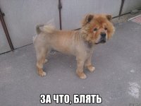  за что, блять