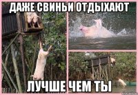 даже свиньи отдыхают лучше чем ты