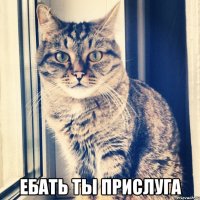  ебать ты прислуга