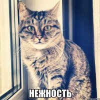  нежность