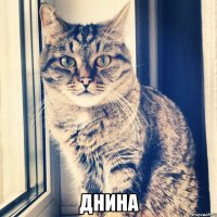  днина