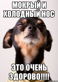 мокрый и холодный нос это очень здорово!!!