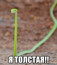  я толстая!!