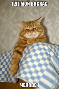 где мой вискас человек
