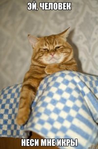 эй, человек неси мне икры