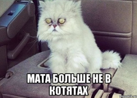  мата больше не в котятах
