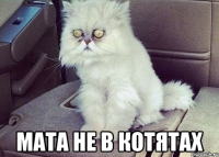  мата не в котятах
