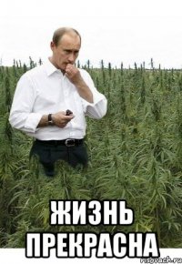  жизнь прекрасна