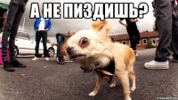 а не пиздишь? 