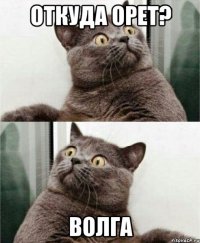 откуда орет? волга