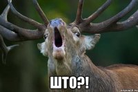  што?!