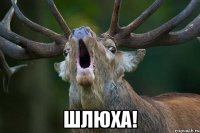  шлюха!