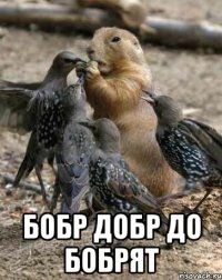  бобр добр до бобрят