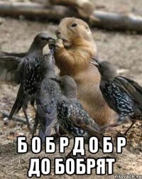  б о б р д о б р до бобрят