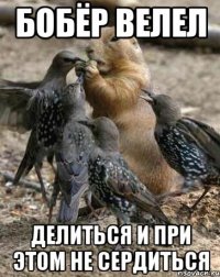 бобёр велел делиться и при этом не сердиться