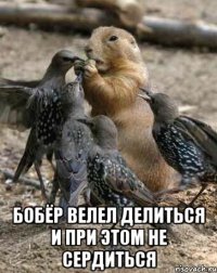  бобёр велел делиться и при этом не сердиться