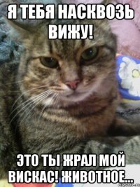 я тебя насквозь вижу! это ты жрал мой вискас! животное...