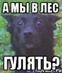 а мы в лес гулять?