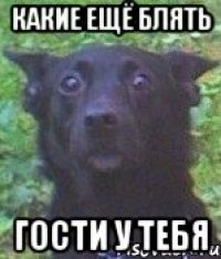 какие ещё блять гости у тебя