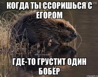 когда ты ссоришься с егором где-то грустит один бобёр