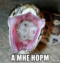  а мне норм