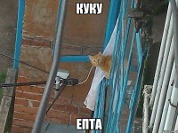куку епта