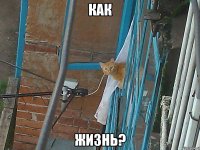 как жизнь?