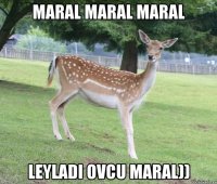maral maral maral leyladi ovcu maral))