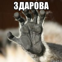 здарова 
