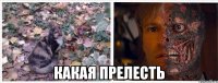  какая прелесть