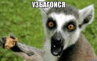 узбагойся 