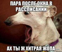 пара после окна в рассписании ах ты ж хитрая жопа