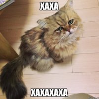 хаха хахахаха
