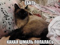 ебать какая шмаль попалась
