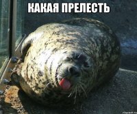 какая прелесть 