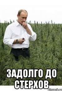  задолго до стерхов