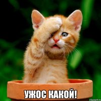  ужос какой!