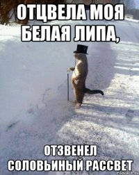 отцвела моя белая липа, отзвенел соловьиный рассвет