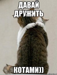 давай дружить котами))