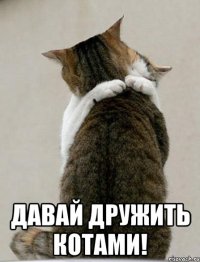  давай дружить котами!